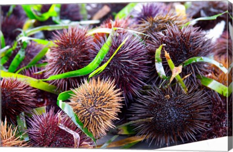 Framed Street Market Stall with Sea Urchins Oursin, France Print