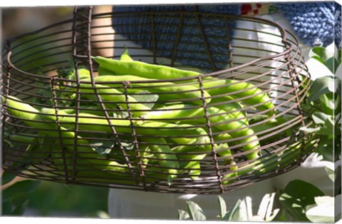 Framed Green Beans in Vegetable Garden Print