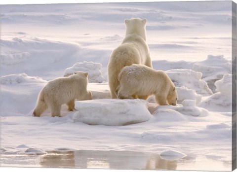 Framed Polar Bear in Churchill Print