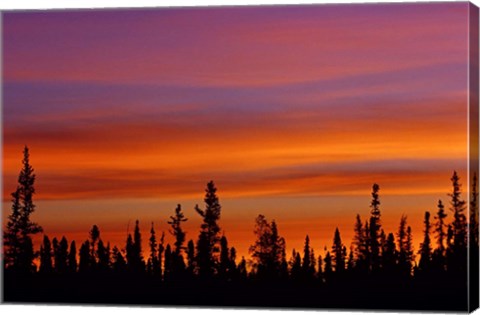 Framed Sunrise Over a Boreal Forest Print