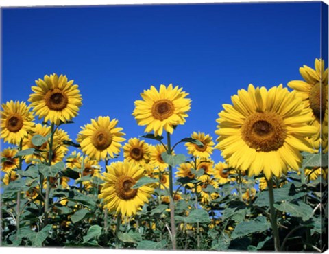 Framed Sunflowers, France Print