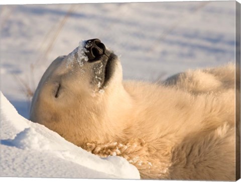 Framed Sleeping Polar Bear Print