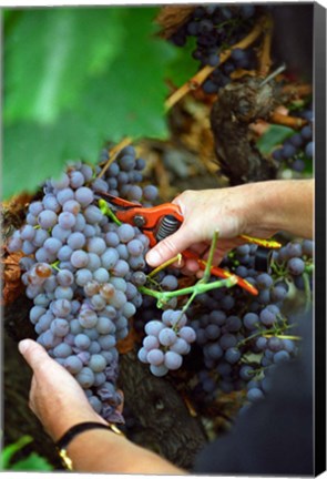 Framed Vineyard Worker Harvesting Grenache Noir Grapes Print