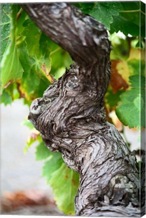 Framed Branch of Old Vine with Gnarled Bark Print