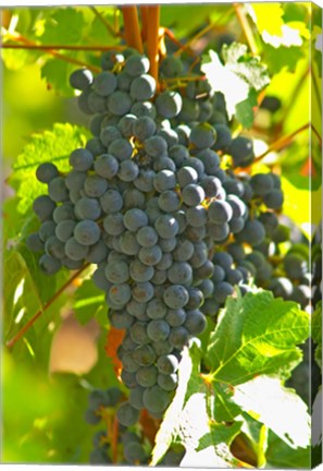 Framed Cabernet Sauvignon Vineyard, Bordeaux, France Print