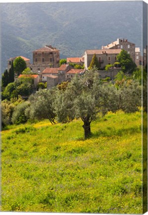 Framed Olive Groves, Ste-Lucie de Tallano Print