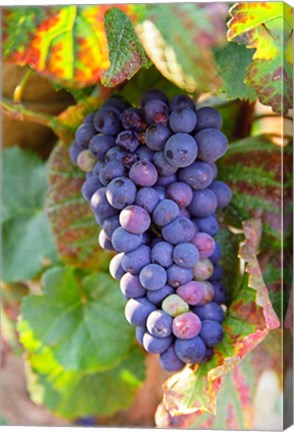 Framed Pinot Noir vineyard, Chambertin Print