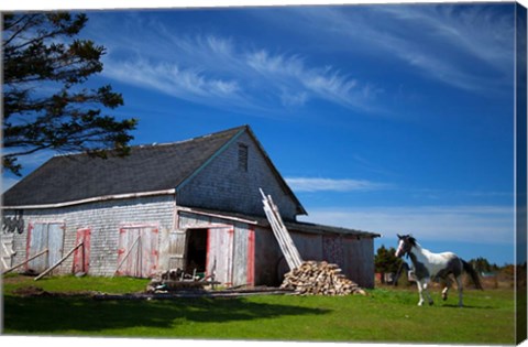 Framed Weathered barn and horse, Guysborough County, Nova Scotia, Canada Print