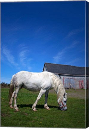 Framed White Horse and Barn, Guysborough County, Nova Scotia, Canada Print