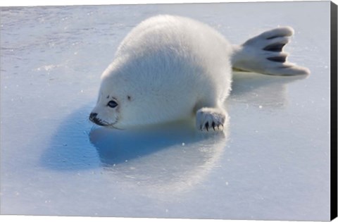 Framed Harp Seal Pup on Ice Print