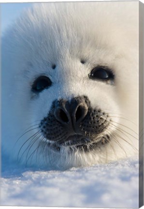 Framed Harp Seal Pup, Canada Print