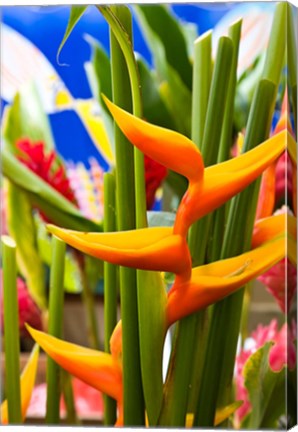 Framed Heliconia Flower, Seafront Market Print