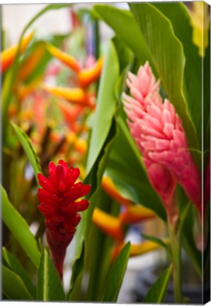 Framed Red Ginger Flowers, Seafront Market Print