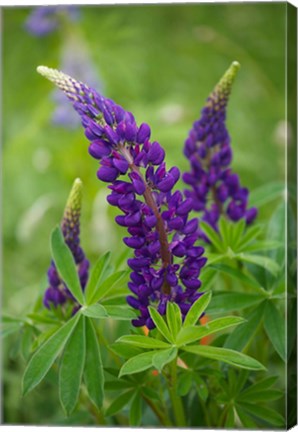 Framed Lupine Flowers Print