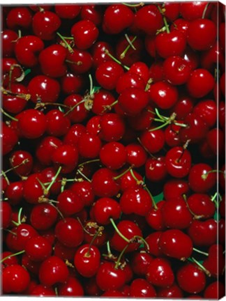 Framed Cherries, Normandy, France Print