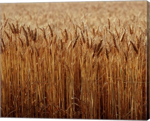 Framed Field of Wheat, France Print