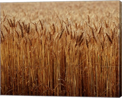 Framed Field of Wheat, France Print