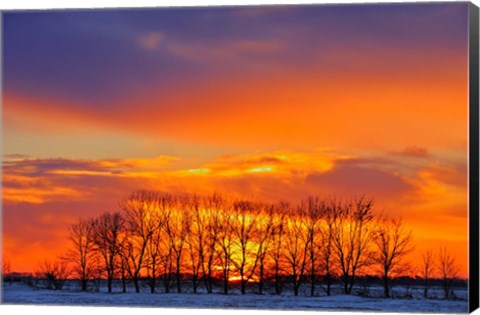 Framed Altona Trees at Sunrise Print