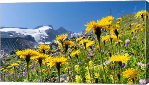 Framed Rough Hawkbit, Zillertal Alps Print