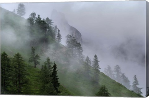 Framed Forest in Tyrol, Austria Print