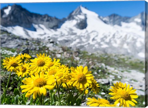 Framed Doronicum Flowers, Nationalpark Hohe Tauern Print