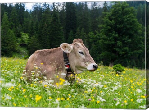 Framed Cattle on Karwendel Mountain Range Print