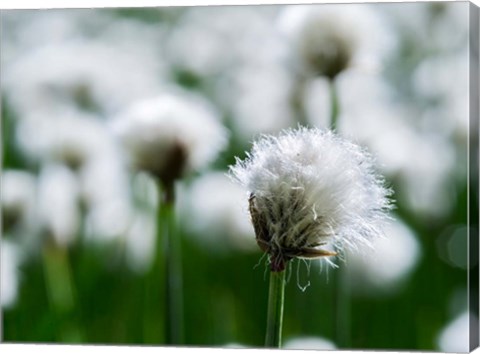 Framed White Cottongrass, Austria Print