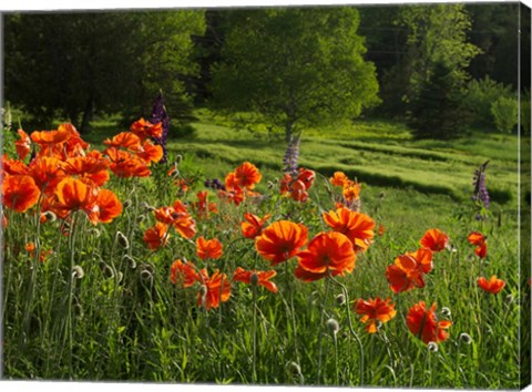 Framed Shampers Bluff Poppies Print