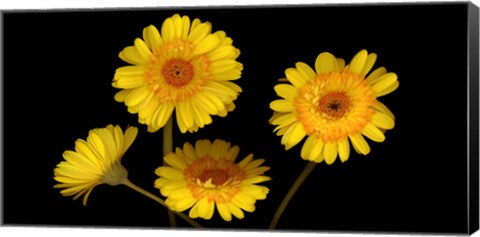 Framed Yellow Gerbera Daisies Print