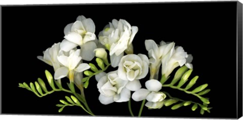 Framed Freesia 3 Print