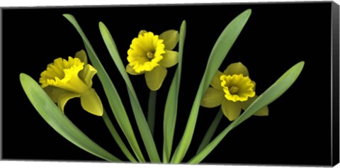 Framed Daffodils 5 Print