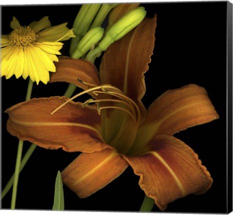 Framed Day Lily and Coreopsis Print