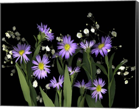 Framed Asters &amp; Baby&#39;s Breath 2A Print