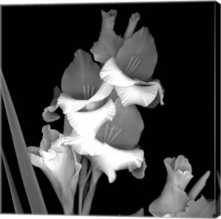 Framed Gladiola Print