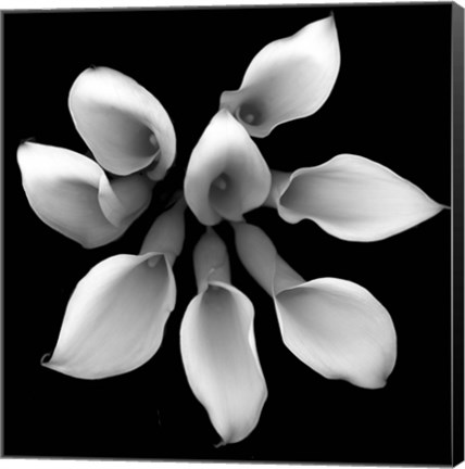 Framed Crystal Blush Calla 2 Print