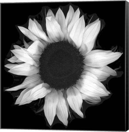 Framed Sunflower 1 Print