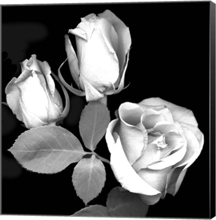 Framed Three Roses Print