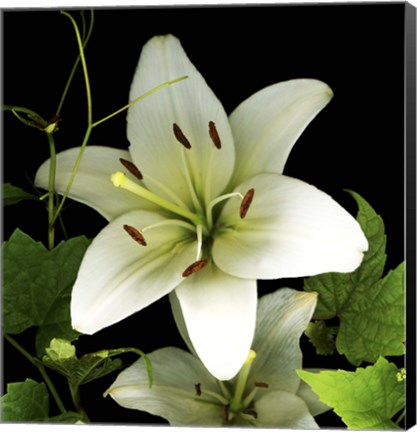 Framed White Lily 2 Print