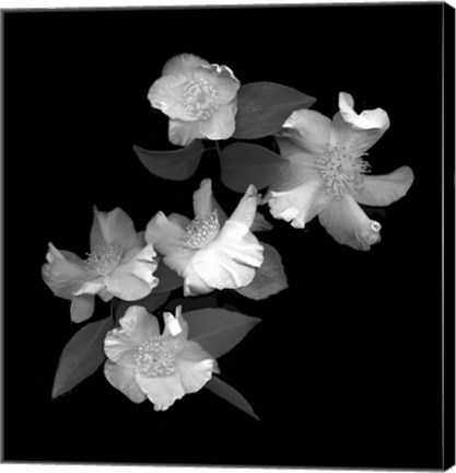 Framed White &amp; Pink Camellia Print