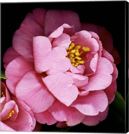 Framed Camellia Print