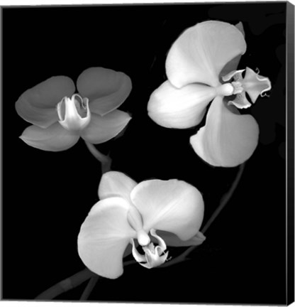 Framed Three Orchids Print