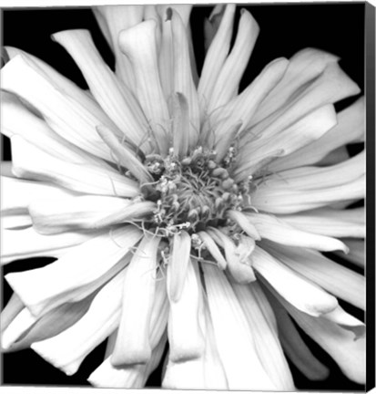 Framed Zinnia I Print