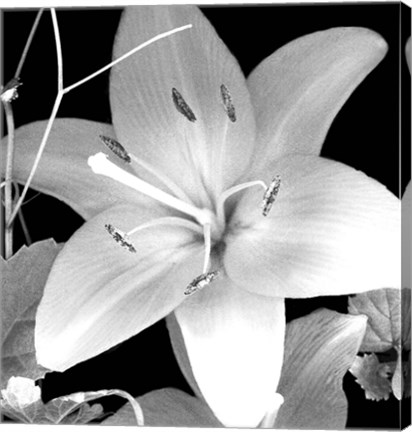 Framed White Lily II Print
