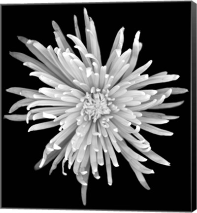 Framed Chrysanthemum 1 Print
