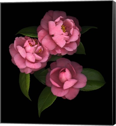 Framed Camellia 8 Print