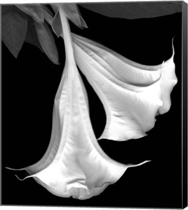 Framed Trumpet Flower Print