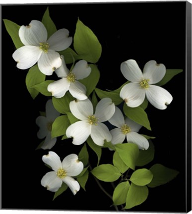 Framed Dogwood Print