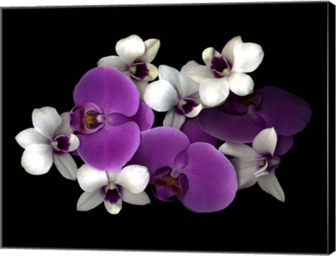 Framed Pink And White Orchids Print