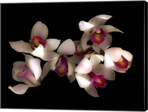 Framed Pink &amp; Fushia Orchid 1 Print