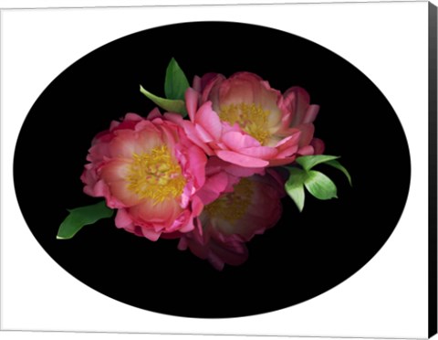 Framed 3 Peonies &#39;08 4 Print